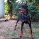 Doberman
