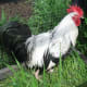 handsome silver grey Dorking Cockerel