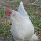 lavender d 'uppcle Pullet running up for attention'Uccle Pullet Running up for Attention