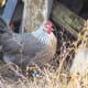 Silver Grey Dorking Pullet