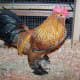 Bantam Mille Fleur D'Uccle Rooster'Uccle Rooster