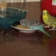 Yummy! But what are these two budgies eating?