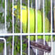 A budgie enjoying a healthy nibble