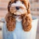 http://indulgy.com/post/7cnJAGGC52/cockapoo-puppy