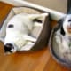 Tucker has resigned himself to the cat bed! Poor baby...