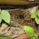 Another pair chose a shelf on the potting bench for their nest.