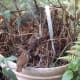 Flower pots and hanging baskets are other favorite nesting sites.