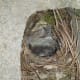 CAWR nest in a cinder block on the back porch.
