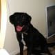 This is my foster lab mix that got tapeworms.
