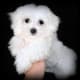 Maltese puppy.