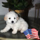 Maltipoo/Maltepoo puppy.