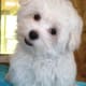 12-week-old Maltese puppy.