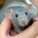 Dumbo
