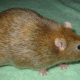 Cinnamon