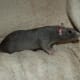 Mink