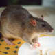 Agouti