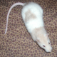 Standard or normal coat type (This is my pet rat Sickle, R.I.P.)