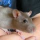 Silvered mink