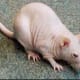 Hairless