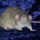 Blue Agouti