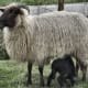 Nursing ewe