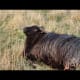 Birth of a lamb: having contractions.