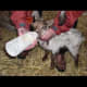 How to bottle feed a lamb