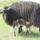 Nursing ewe