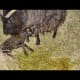 Birth of a lamb: not easy to stand. The lamb falls down frequently