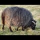 Birth of a lamb: picking up scent.