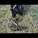 Birth of a lamb: landed, and mom starts to lick it dry.