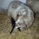 Nursing ewe