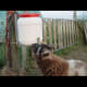 How to bottle feed a lamb