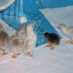 caring-for-guinea-keets