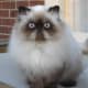 Himalayan-Persian Cat