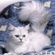 Tiffanie Cat