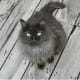 British Longhair Cat