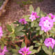 Rhodedendrum
