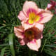 Daylilies These are poisonous to cats, but just cause stomach upset in dogs. Keep your dog hydrated and if it becomes severe take them to the vet.