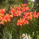 Asiatic Lilies come in many colors and varieties.