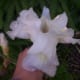 Iris The rhizomes of this plant are toxic.