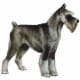 This schnauzer has cropped ears and a docked tail.