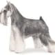 Miniature Schnauzer.