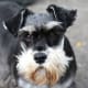 This is a black-and-silver miniature schnauzer with uncropped ears.