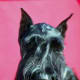 This giant schnauzer has black coloring and cropped ears.