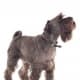 This is a salt-and-pepper schnauzer with an undocked tail.