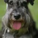 This schnauzer has salt-and-pepper coloring and uncropped ears.
