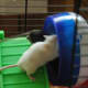 Sometimes, even mice who live together peacefully will have conflicts.