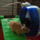 introducemice