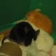 Introduce mice in a box and they won't fight for territory.